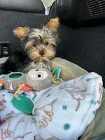 Akc Yorkie Samson, a male Yorkshire Terrier for sale in Emmett, ID – Photo 6 of 7