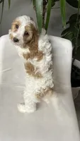 CKC cavapoo Jenny, a female Cavapoo for sale in Emmett, ID – 4 of 5