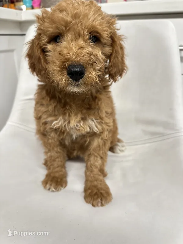 Nala – Goldendoodle puppy for sale in Emmett, ID