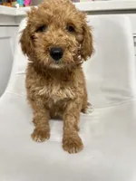 Nala, a female Goldendoodle for sale in Emmett, ID – 1 of 5