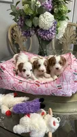 CKC Cavapoo Amy , a female Cavapoo for sale in Emmett, ID – 2 of 2