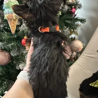 Akc Yorkie Nikki, a male Yorkshire Terrier for sale in Emmett, ID – Photo 4 of 5