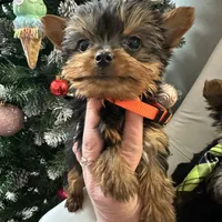 Akc Yorkie Nikki, a male Yorkshire Terrier for sale in Emmett, ID – Photo 2 of 5