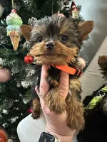 Alc Yorkie Nikki, a male Yorkshire Terrier for sale in Emmett, ID – Photo 2 of 5