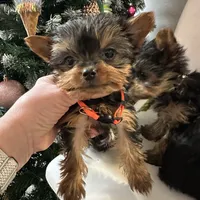 Akc Yorkie Nikki, a male Yorkshire Terrier for sale in Emmett, ID – Photo 3 of 5