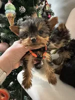 Alc Yorkie Nikki, a male Yorkshire Terrier for sale in Emmett, ID – Photo 3 of 5