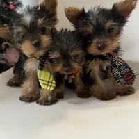 Akc Yorkie Nikki, a male Yorkshire Terrier for sale in Emmett, ID – Photo 5 of 5