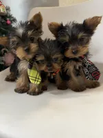Alc Yorkie Nikki, a male Yorkshire Terrier for sale in Emmett, ID – Photo 5 of 5