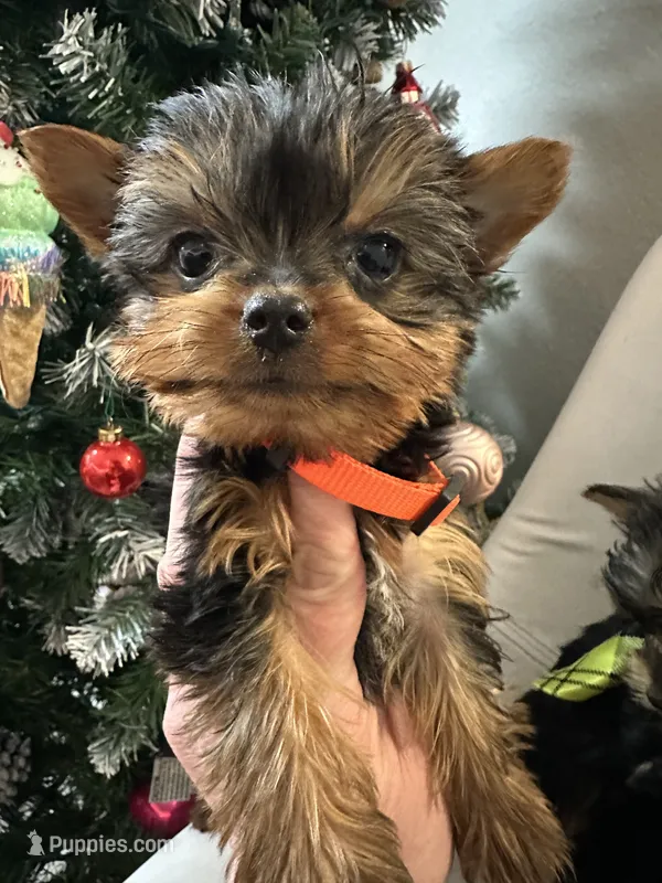 Alc Yorkie Nikki