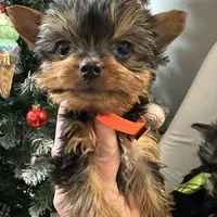 Akc Yorkie Nikki, a male Yorkshire Terrier for sale in Emmett, ID – Photo 1 of 5