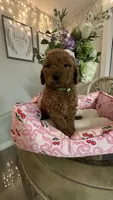 Lyle mini Goldendoodle F1b , a male Goldendoodle for sale in Emmett, ID – 3 of 5