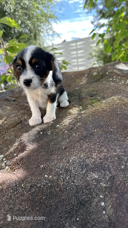 Chloe – Cavalier King Charles Spaniel, Yorkshire Terrier puppy for sale in Emmett, ID