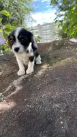 Chloe, a female Cavalier King Charles Spaniel and Yorkshire Terrier for sale in Emmett, ID – 1 of 4
