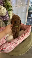 Lyle mini Goldendoodle F1b , a male Goldendoodle for sale in Emmett, ID – 2 of 5