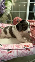 CKC Cavapoo Esmeralda , a female Cavapoo for sale in Emmett, ID – 2 of 5