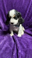 Max, a male Cavalier King Charles Spaniel and Poodle - Miniature  for sale in Emmett, ID – 4 of 4
