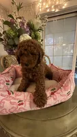 Kevin mini Goldendoodle F1b , a male Goldendoodle for sale in Emmett, ID – 3 of 6