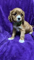 Rosie, a female Cavalier King Charles Spaniel and Poodle - Miniature  for sale in Emmett, ID – 3 of 6