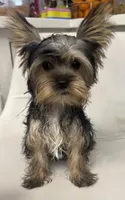 Akc Yorkie Nikki, a male Yorkshire Terrier for sale in Emmett, ID – 3 of 5