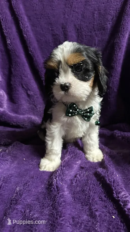 Lucky  – Cavalier King Charles Spaniel, Poodle - Miniature  puppy for sale in Emmett, ID