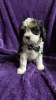 Lucky , a male Cavalier King Charles Spaniel and Poodle - Miniature  for sale in Emmett, ID – 1 of 4