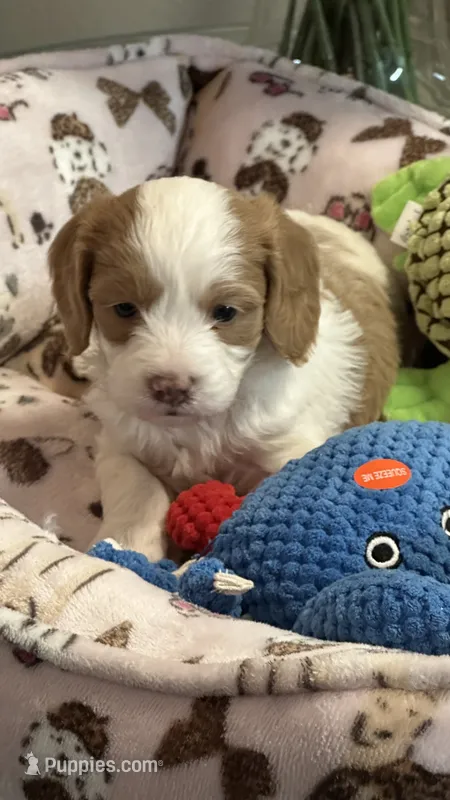 CKC Cavapoo Alex – Cavapoo puppy for sale in Emmett, ID