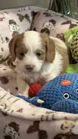 CKC Cavapoo Alex, a male Cavapoo for sale in Emmett, ID – 1 of 5