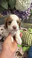 CKC Cavapoo Alex, a male Cavapoo for sale in Emmett, ID – 3 of 5