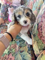Ckc cavapoo Candy, a female Cavapoo for sale in Emmett, ID – 5 of 5
