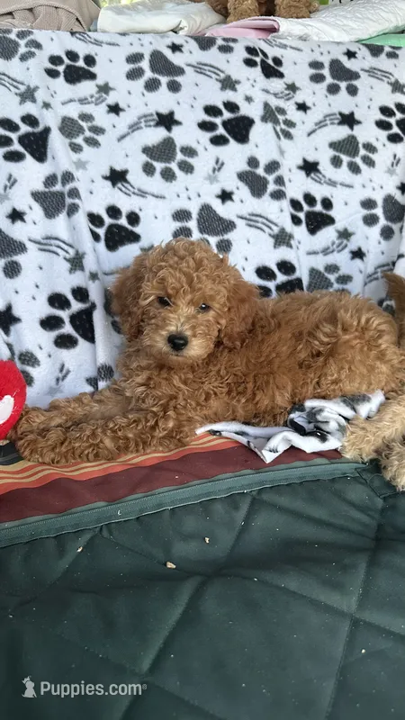 Star – Goldendoodle puppy for sale in Emmett, ID