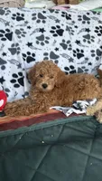 Star, a male Goldendoodle for sale in Emmett, ID – 1 of 4