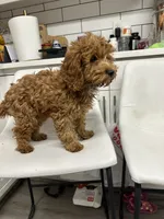 Copper, a female Cavapoo for sale in Emmett, ID – 2 of 4