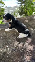 Chloe, a female Cavalier King Charles Spaniel and Yorkshire Terrier for sale in Emmett, ID – 4 of 4