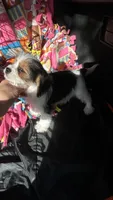 Jack, a male Cavalier King Charles Spaniel and Yorkshire Terrier for sale in Emmett, ID – 3 of 4