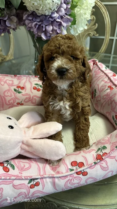 Diva – Goldendoodle puppy for sale in Emmett, ID