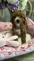Diva, a female Goldendoodle for sale in Emmett, ID – 1 of 4