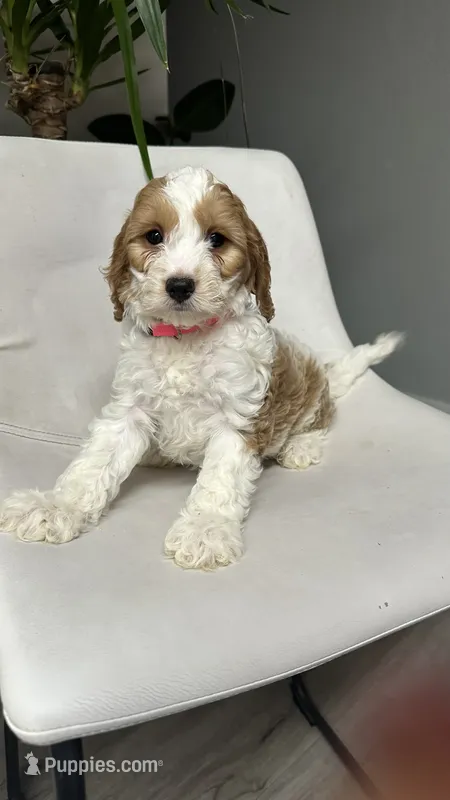 CKC Cavapoo Amy  – Cavapoo puppy for sale in Emmett, ID