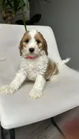 CKC Cavapoo Amy , a female Cavapoo for sale in Emmett, ID – 1 of 8