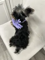 Nonna, a female Yorkshire Terrier for sale in Emmett, ID – 3 of 5