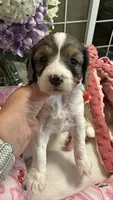 CKC Cavapoo Esmeralda , a female Cavapoo for sale in Emmett, ID – 1 of 5