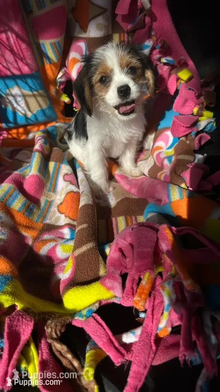 Jack – Cavalier King Charles Spaniel, Yorkshire Terrier puppy for sale in Emmett, ID