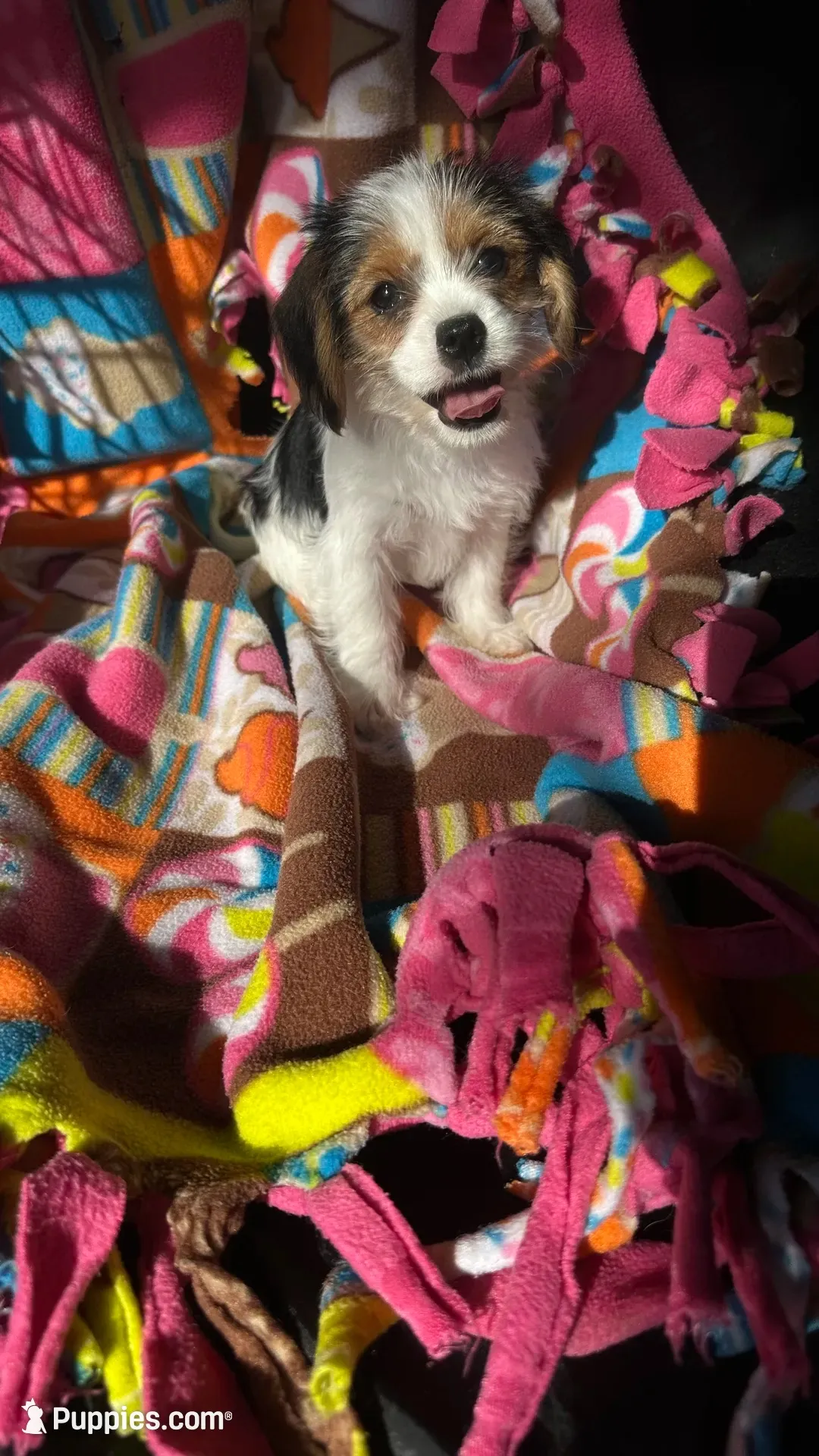 Jack, a male Cavalier King Charles Spaniel and Yorkshire Terrier for sale in Emmett, ID – 1 of 4