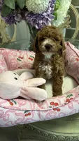 Diva, a female Goldendoodle for sale in Emmett, ID – 3 of 4