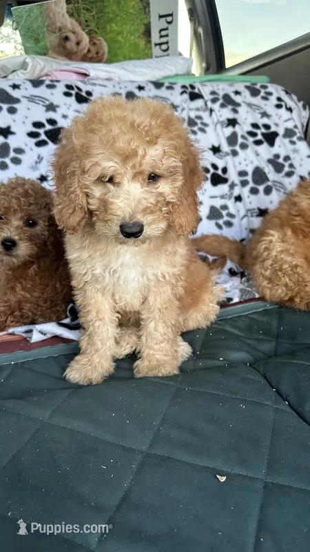 Cole – Goldendoodle puppy for sale in Emmett, ID