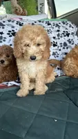 Cole, a male Goldendoodle for sale in Emmett, ID – 1 of 5
