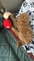 Star, a male Goldendoodle for sale in Emmett, ID – 4 of 4