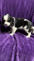 Max, a male Cavalier King Charles Spaniel and Poodle - Miniature  for sale in Emmett, ID – 2 of 4