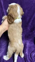 Charlie, a male Cavalier King Charles Spaniel and Poodle - Miniature  for sale in Emmett, ID – 4 of 5