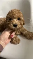 Ckc Cavapoo Denny, a male Cavapoo for sale in Emmett, ID – 3 of 5