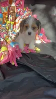 Jack, a male Cavalier King Charles Spaniel and Yorkshire Terrier for sale in Emmett, ID – 2 of 4